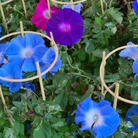 猫がいる部屋に『朝顔』はNG！猫には危険な理由と、誤飲した場合の対処法