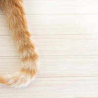 猫の『しっぽ』が持つ3つの大切な役割　どうしてあんなに自由自在に動くの？