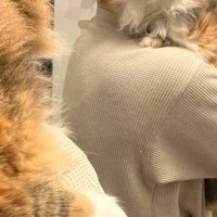 お風呂に入れられることを察した猫→『表情』を見てみると…あまりにも良すぎる瞬間に4万4000いいね「魂の叫び」「たまらない可愛さ」