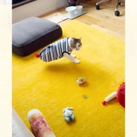 すごく甘えたいときに『必殺技』を使う猫…思わず声がでる『まさかのスゴ技』が7万再生「ブレイクダンスみたい」「本当にすごい」