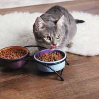 猫の食事タイムをもっと幸せにする『理想の食事場所』3つの条件　逆に絶対NGな場所は？
