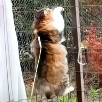 庭をお散歩していた猫→急に柵を乗り越えて、脱走してしまい…意外すぎる『まさかの目的』に爆笑「食いしん坊さんで良かった」「まさに道草」