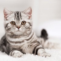 猫がいる部屋によくある『落とし物』4選　歯や爪…見つけたら大切に取っておきたくなるかも！