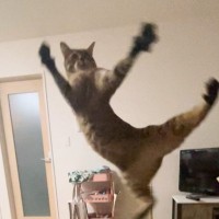 「盛大に吹いたｗ」もはや跳ぶことが目的になってる？…キジトラの『まさかの光景』に1万2000いいね「猫の躍動感がすごい」「声出たｗ」