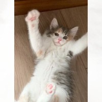 『巨大化詐欺…？』小柄で可愛らしい子猫→愛情いっぱいに育てられた結果…想定外の激変ビフォーアフターに「思わず吹いたｗ」「けしからんｗ」