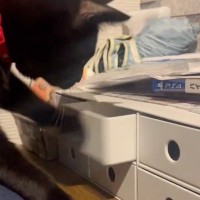 飼い主さんが寝ようとしたら、そばで黒猫が…つい笑ってしまう『予想外の行動』に4万5000いいね「吹きだしてしまった」「賢いうえに器用ｗ」