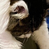 飼い主さんの膝の上でくつろぎ始めたネコ…つい笑っちゃう『とんでもない格好』に4万1000いいね「干したタオルみたい」「脱力タイムにゃ」