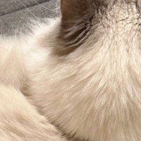 飼い主『もう動けない』、一緒に暮らし始めて2年半『あまり甘えてこない猫』が…予想外の瞬間に4万7000いいね「羨ましい」「わかるｗ」