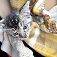 妊婦さんが“生まれてはじめて子猫を拾った”結果…愛に溢れた『素敵な物語』と『保護主の決意』が340万表示「助けてくれてありがとう」