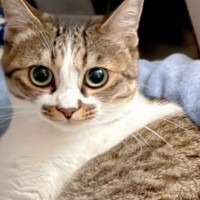 モデルのように綺麗に写るキジシロ猫→『隣』を見てみると、黒猫が……正反対な2匹の様子に爆笑の声「躍動感あふれすぎｗ」「ホラーやんｗ」