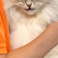 パパに抱きしめられた猫→『表情』を見てみたら…まさかの光景に1万7000いいねの反響「なんかジワったｗ」「嬉しいのかなｗ」と爆笑の声