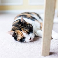 猫が『ゴロゴロ言わなくなった』理由3選　ちょっと心配な不調のサインの場合も