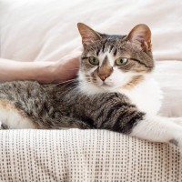 猫が『この人は信頼できるニャ！』と思う人物の特徴3選　猫にとっての満点飼い主とは？