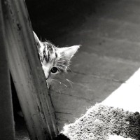 『極端に臆病な猫』と仲良くなるための秘策5選　目が合えばシャー！…どう接すればいい？