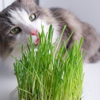 猫に『猫草』は必要？メリット・デメリットと、与える際の注意点