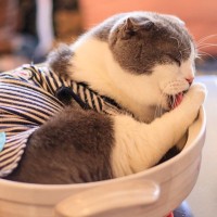 猫の『グルーミング』が果たす3つの大切な役割　ただキレイにするためだけじゃなかった！