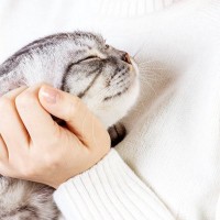 猫と『スキンシップをする前』に確認すべき3つのチェックポイント　タイミングは大丈夫？手はキレイ？