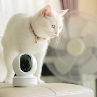 猫が留守番中、帰れなくなった！『出先のトラブル』に備えるために取るべき対策3選