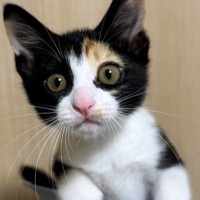 超ミニボウルにスッポリと入っていた『小さな子猫』が、現在……驚きのビフォーアフターに1万いいね「大きくなったｗ」「あっという間だね」