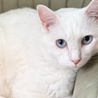 『イスに乗った直後は普通に座っている猫』が、数分後……思わず笑う『激変ビフォーアフター』が106万表示「別猫感がすごい」「貫禄ｗ」