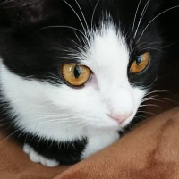 1歳頃は目の色が『濃い黄色だった猫』→成長した現在は……飼い主さん驚きの『予想外の変化』が49万表示「すごい変わってる」「確かに」と反響