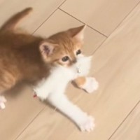 子猫と『猫じゃらし』を使用して遊んでいたら…まさかの光景に爆笑する人が続出「先住猫ドン引きで笑ったｗ」「もう魚なんよｗ」と16万再生