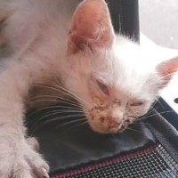 『白猫を保護した』と思ったら、迎えて1か月後→段々と模様が出てきて…想像もしていなかった『大変身』に「化けたね」「変わりすぎ」の声