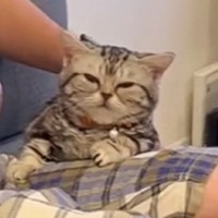 兄が遊びに来てから『2時間しか経ってない』のに、猫が……まさかの光景が10万再生「おてて置いてて可愛い」「めっちゃ好きだね」