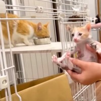 お母さん猫のご飯中、５匹の赤ちゃん猫を“盗んだ”結果…予想もしなかった『まさかの結末』に「さすがお母さん」「安心してくれて良かった」