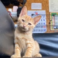 『猫飼わない？』と友達から連絡→一目ぼれして迎え入れたら…10分後の『まさかの光景』が86万再生「なんて運命的な出会い」「涙がでた」