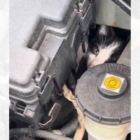 サーフィンをしに来たら、『エンジンルームの中に入り込む子猫』を目撃…救出の瞬間と"後の様子"が107万再生「素敵なお兄さん達」と称賛の声