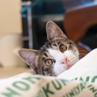 猫を絶対振り向かせることができる『魔法の言葉』6選　なかには苦手なあのワードも？