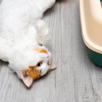 猫のトイレが臭い！と思ったら…おすすめの『消臭対策』4選　日頃のひと手間でも変わるかも？