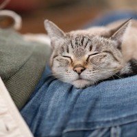 『心が満たされている猫』だけが見せる幸せサイン4選　こんな姿が見られたら愛猫はハッピー！