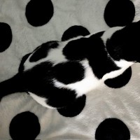 『家の中で行方不明になる』牛柄の白黒猫…思わず目をこらしてしまう『まさかの光景』が25万表示「なかなか見つからなさそう」「素敵な柄」