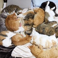 猫にベッドを占領されたときの『飼い主の寝る場所』を紹介したら…まさかの光景が52万再生「ネコファーストで素敵ｗ」「優しさを感じるｗ」