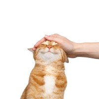 ルンルン♪『ゴキゲンな猫』が見せる5つのかわいい行動・仕草　いい気分を邪魔しない接し方は？