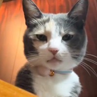 1年のあいだに『まるで別の猫』みたいに……驚くべき『激変ビフォーアフター』が168万再生「全然違くて笑った」「倍くらいになってて爆笑」