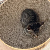 1年前、初めて爪とぎボウルに乗ったときは『こんなに小さかった子猫』が、現在…感動のビフォーアフターに1万いいねの反響「一瞬だよねｗ」