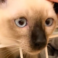 シャムの子猫をお迎えして大切にお世話した結果→１年後……すてきなビフォーアフターに反響「可愛さアップだね」「構いすぎると焦げるのかｗ」