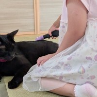 4歳の女の子がブラシを手に持つと、黒猫が寄ってきて……心温まる『尊いやりとりの光景』が23万表示「最高にほっこりした」「いいお顔」