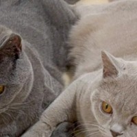 くっつく2匹の猫→『前足』と『しっぽ』を見てみたら…とんでもなく尊い『まさかのポーズ』に1万5000いいね「変身しそう」「可愛すぎるｗ」