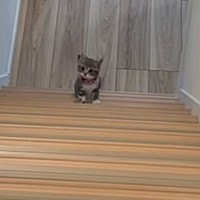 飼い主さんのことが大好きな子猫→階段の上から名前を呼ばれると…尊すぎて『キュンとする瞬間』が183万再生「振り返るの愛おしい」「カワチイ」