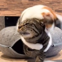 妹猫に『イタズラ』を仕掛けられた兄猫が、次の瞬間…まさかの行動が素敵すぎると230万再生「優しい反撃ｗ」「愛情を感じるｗ」と話題に