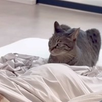 ５歳の女の子が高熱で寝こんでいたら、ネコが…泣けてしまうほど尊い『愛情を感じる行動』が17万再生「なんて優しい」「あったかい家族」