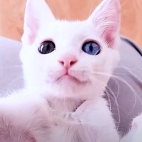 保護された白猫が、パパの膝の上で甘えていたら…あまりにも尊い『まさかの結末』が14万再生「可愛いが渋滞起こしてる」「超可愛い反則技」