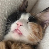 お家に迎えられて4日目の猫→警戒心が完全に解けた結果…まさかの『可愛すぎる寝姿』に爆笑の声続出「かわいいｗｗ」「なんという格好ｗ」