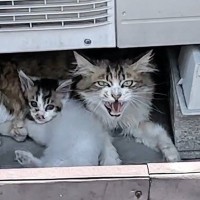 気温30度超え、炎天下の駐車場で『授乳をしていた親子猫』…保護された光景に涙が止まらないと45万再生「優しい世界で泣いた」「すごく感動」