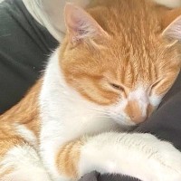 『今日は涼しいから特別だニャ』夏が始まる前、ネコが飼い主に…とんでもなく尊い『まさかの大サービス』が19万表示「幸せな風景」と絶賛