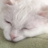 冷房の効いた涼しい部屋に『毛布』を敷いてあげたら、猫が……まさかの光景に3万3000いいね「見たことないくらい溶けてる」「もうおしまい」